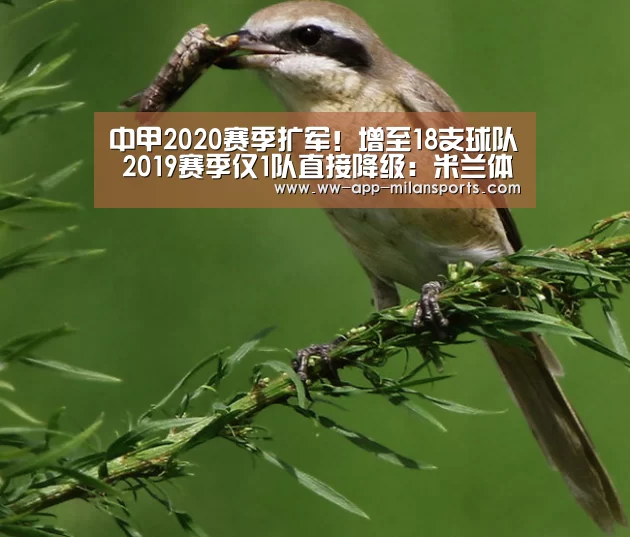 中甲2020赛季扩军!增至18支球队 2019赛季仅1队直接降级:米兰体育全站下载(图2) 米兰体育全站下载